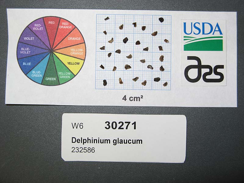 Click for 1 image(s) for this accession. SEED
