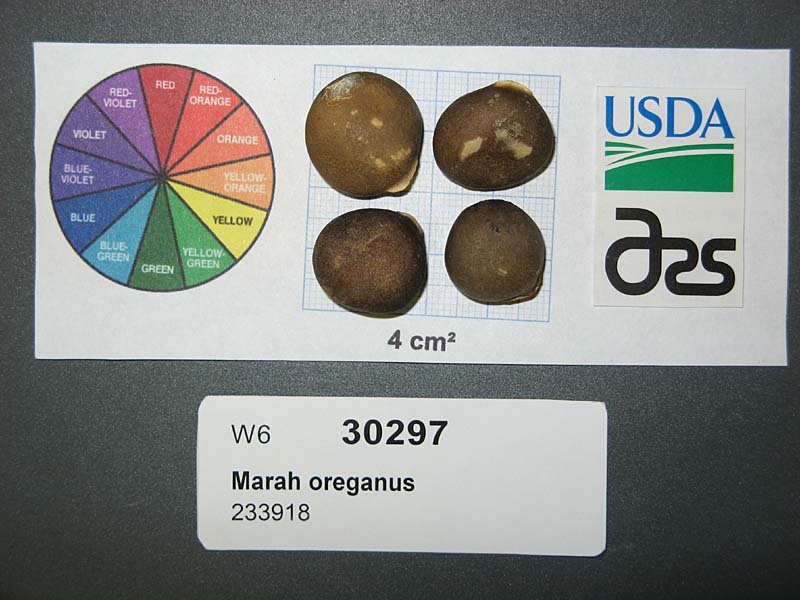 SEED