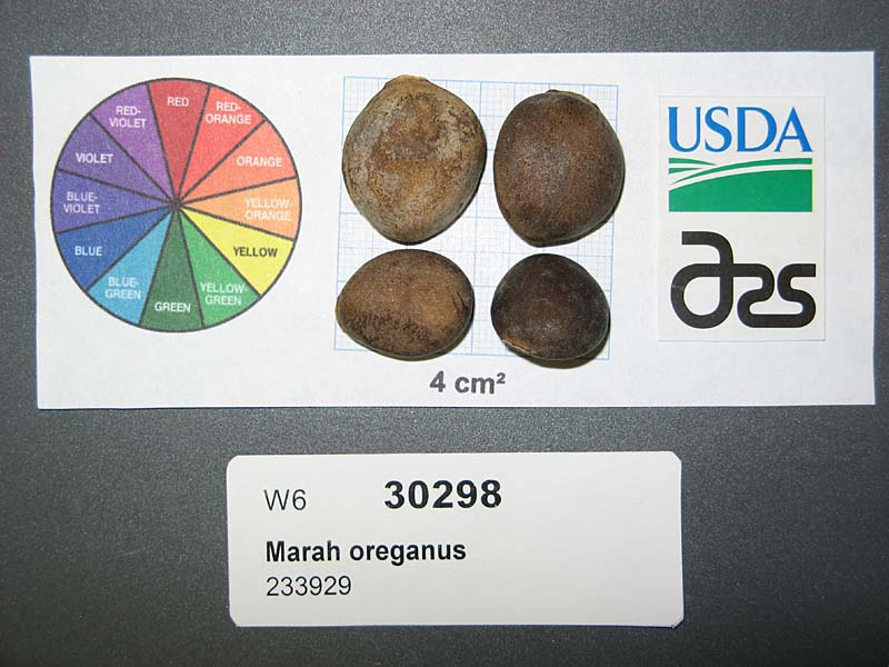 SEED