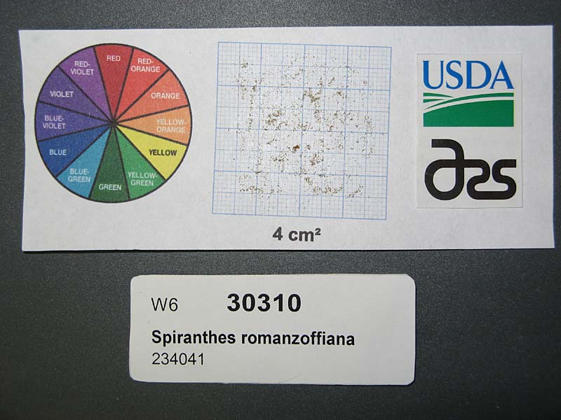 SEED