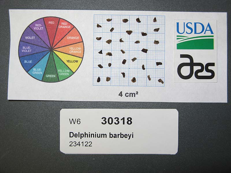 Click for 1 image(s) for this accession. SEED