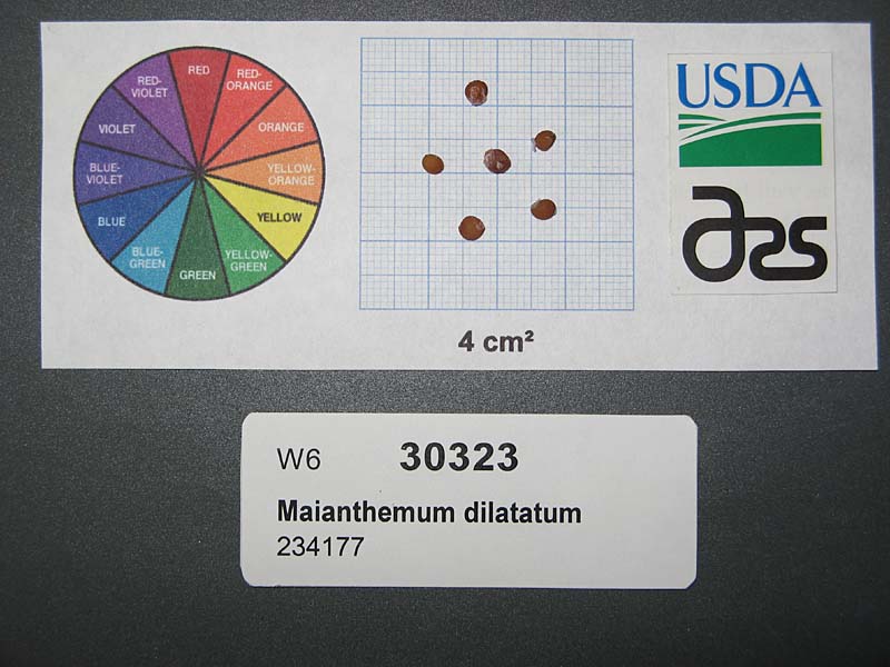 Click for 1 image(s) for this accession. SEED