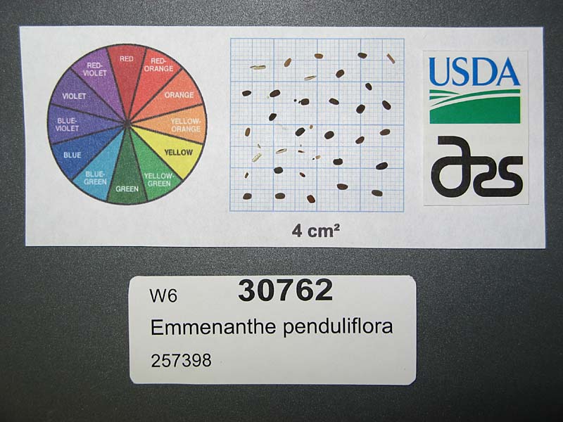 SEED