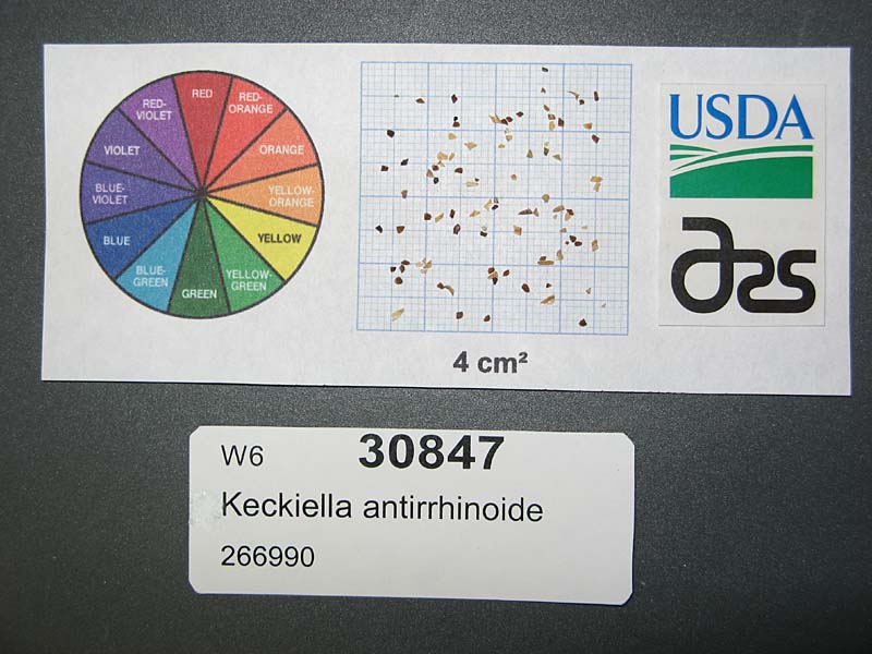 Click for 1 image(s) for this accession. SEED