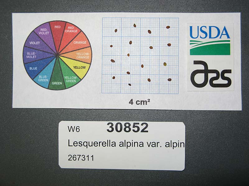 SEED