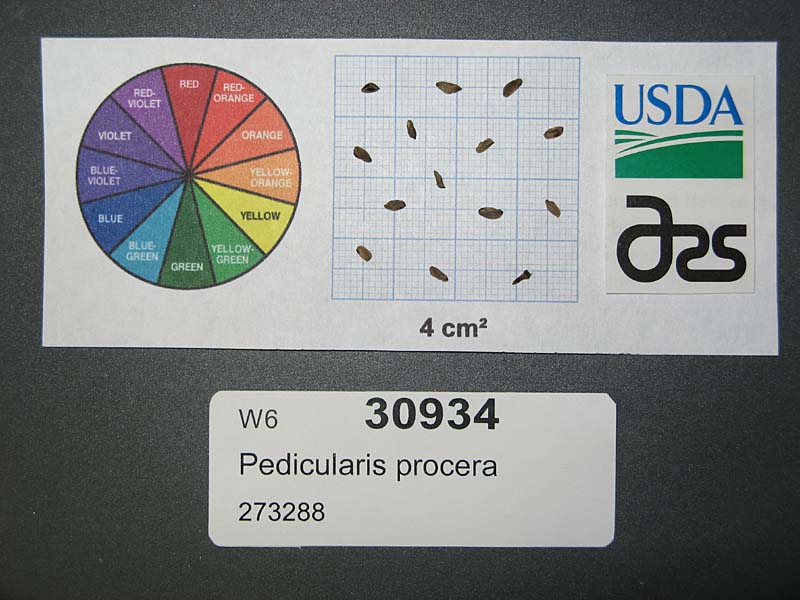 SEED