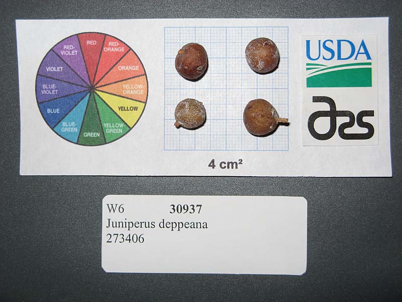 Click for 1 image(s) for this accession. SEED