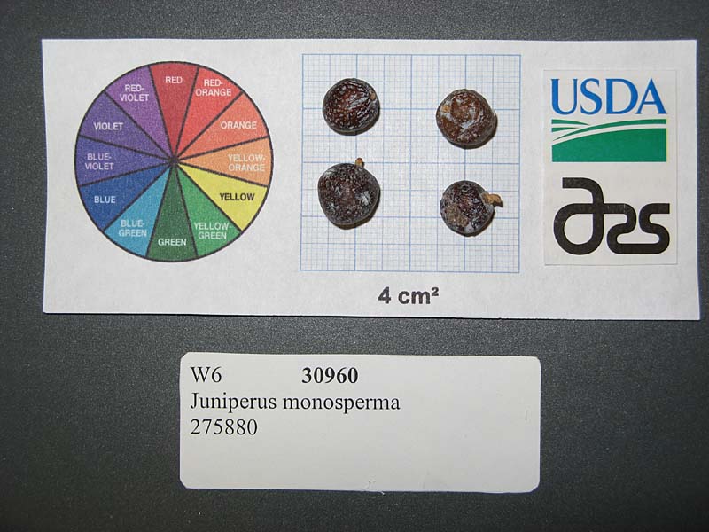 Click for 1 image(s) for this accession. SEED