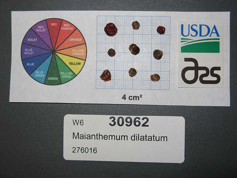 Click for 1 image(s) for this accession. SEED