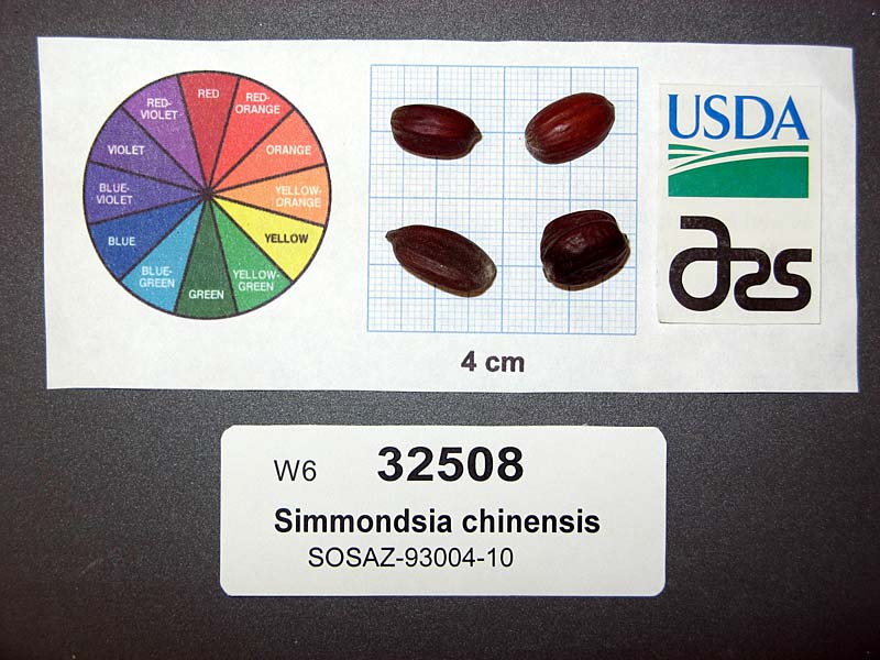 Click for 1 image(s) for this accession. SEED