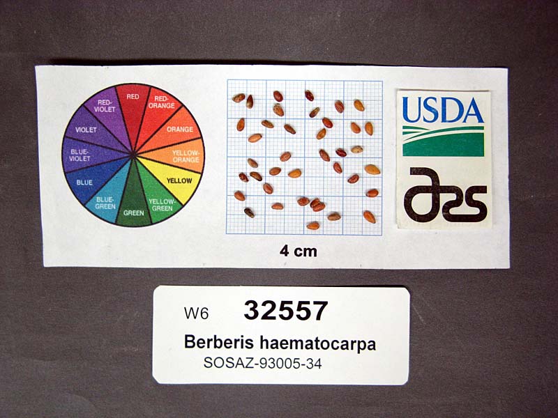 Click for 1 image(s) for this accession. SEED