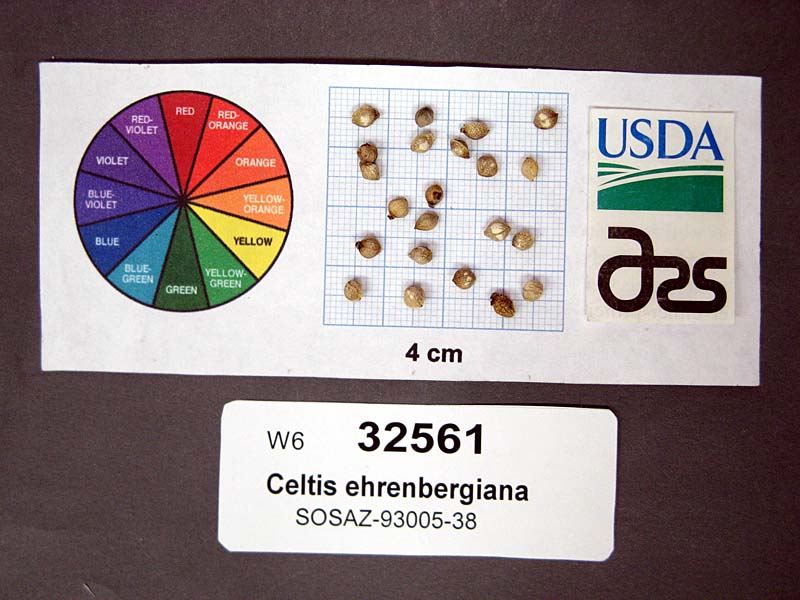 SEED