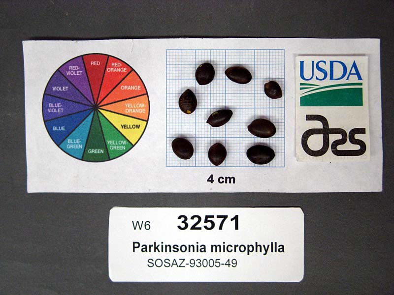 SEED