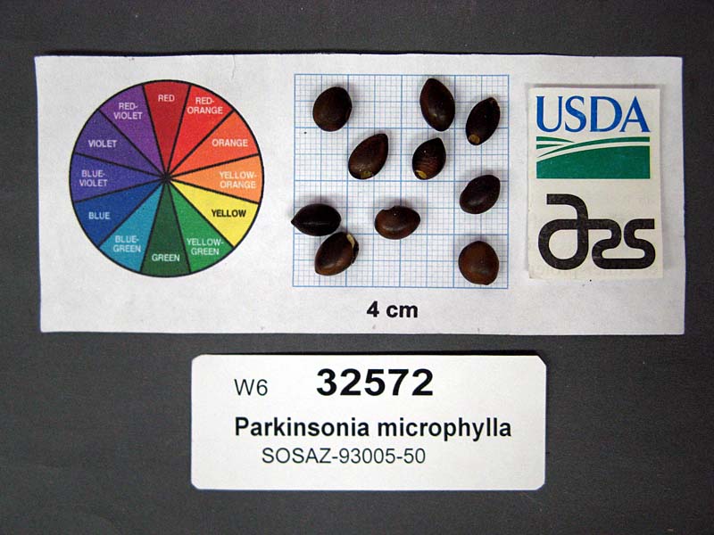 SEED