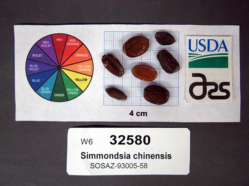 Click for 1 image(s) for this accession. SEED