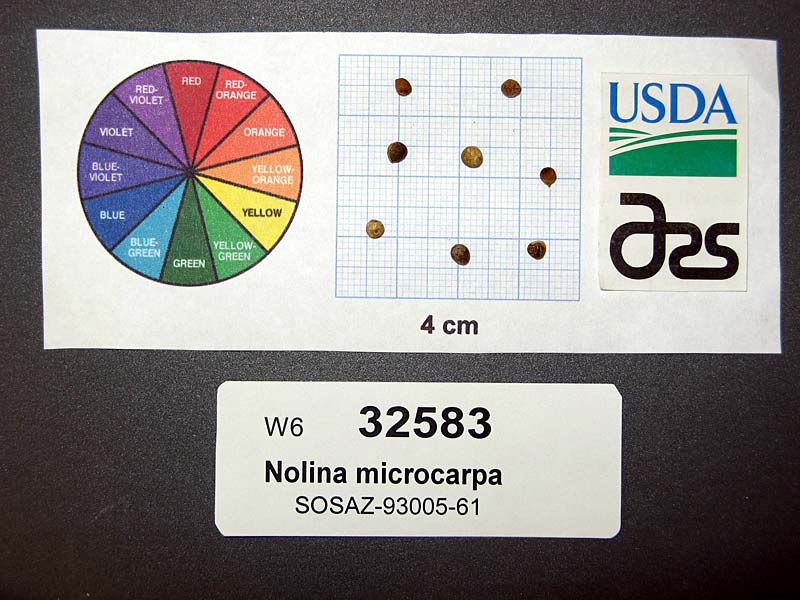 SEED