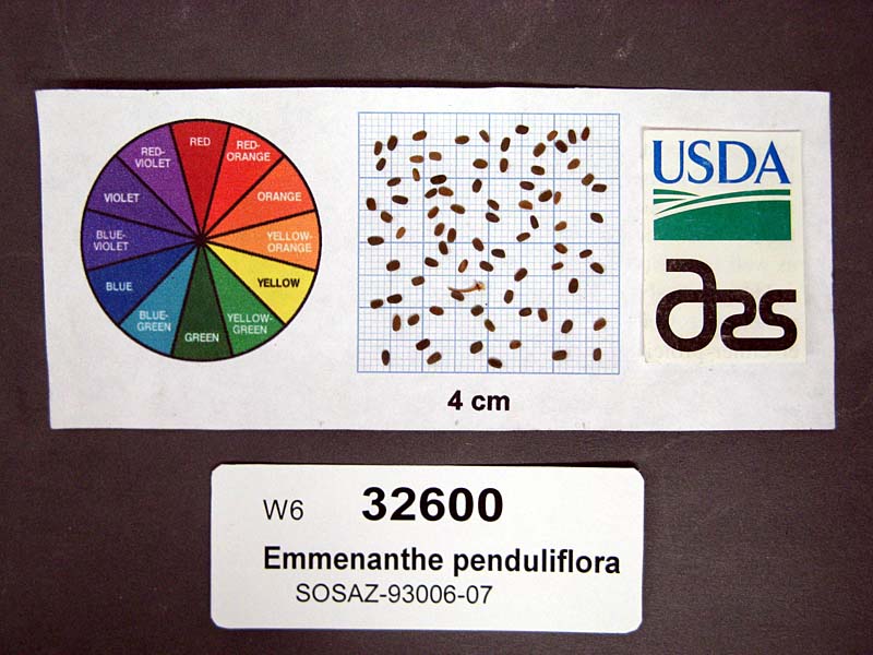 SEED