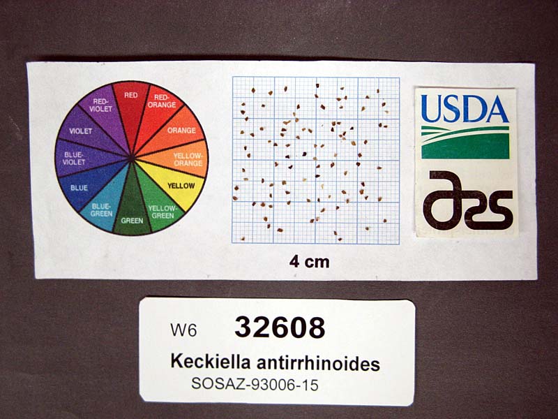 Click for 1 image(s) for this accession. SEED