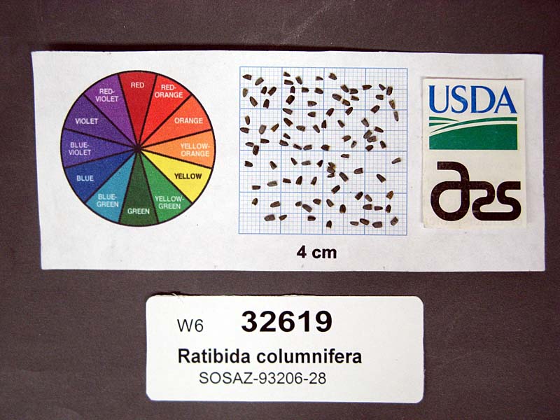 Click for 1 image(s) for this accession. SEED