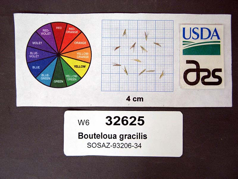 Click for 1 image(s) for this accession. SEED