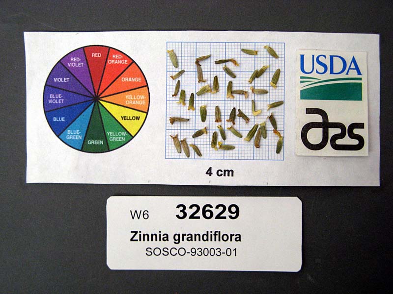 SEED