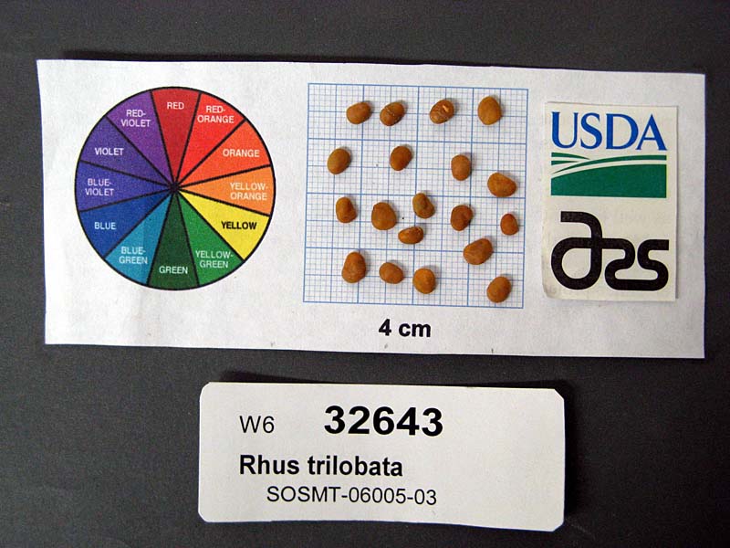 Click for 1 image(s) for this accession. SEED