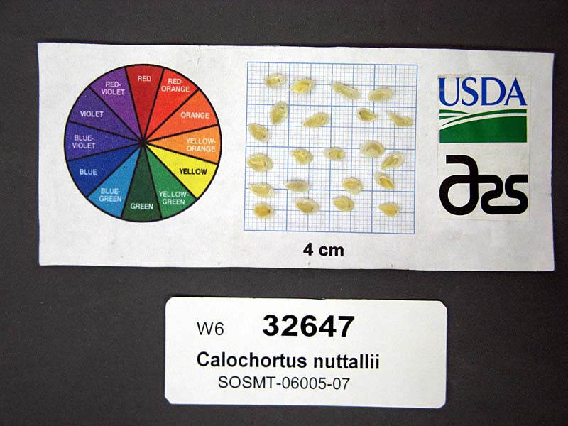 SEED