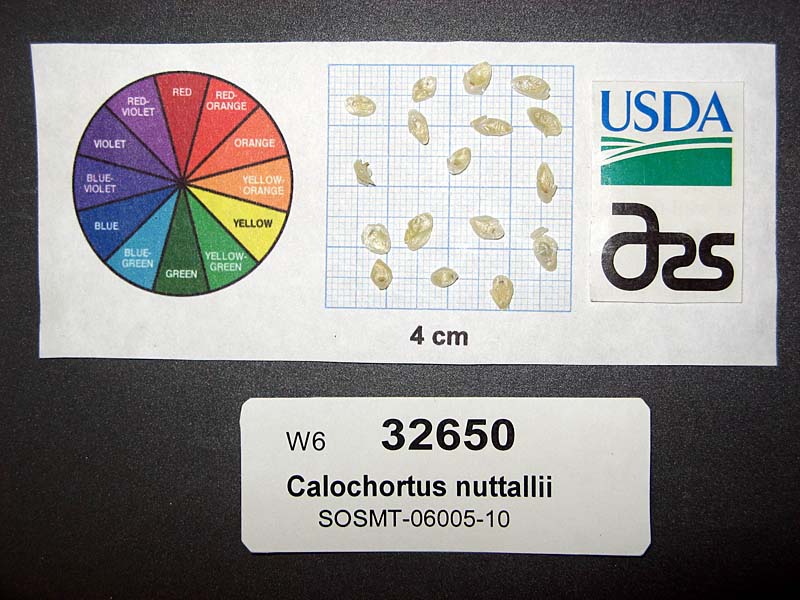 SEED