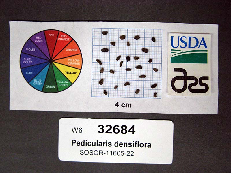 SEED