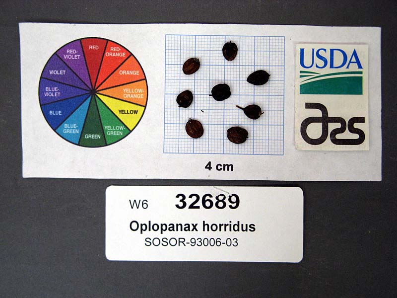 Click for 1 image(s) for this accession. SEED