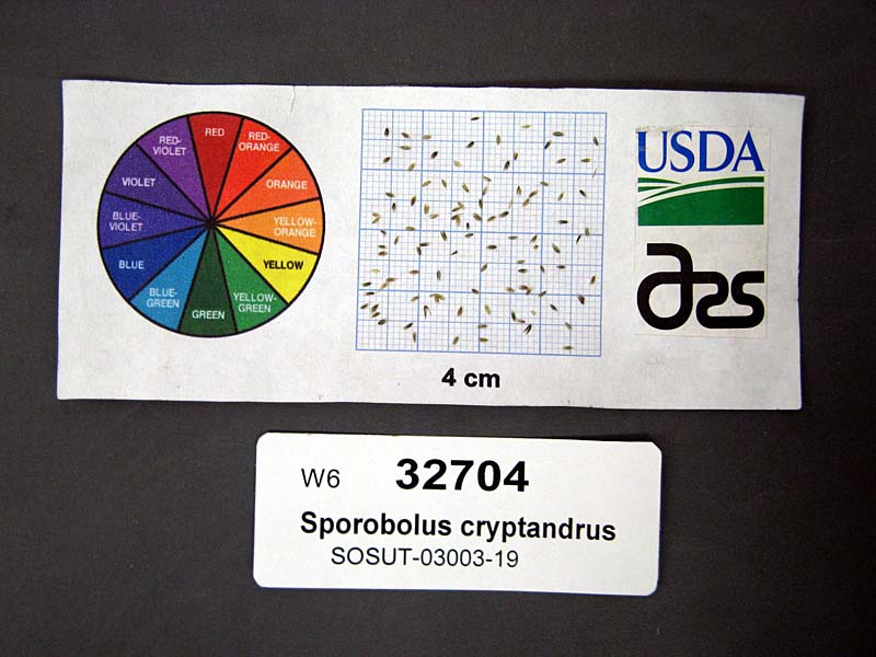 SEED