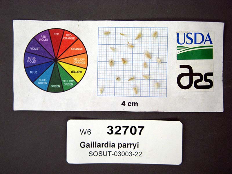 SEED