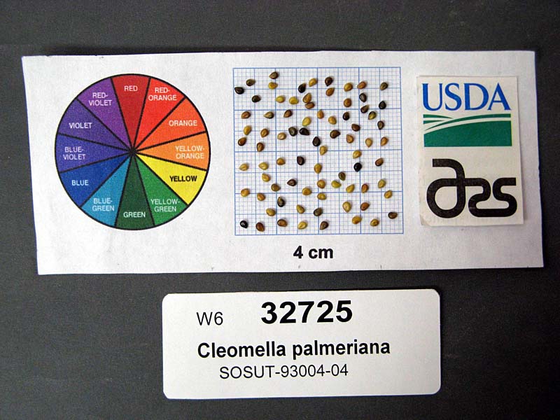 SEED