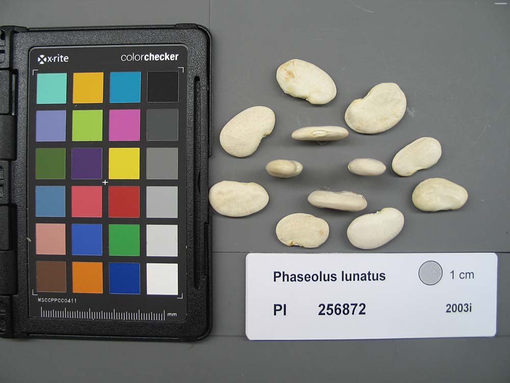 SEED