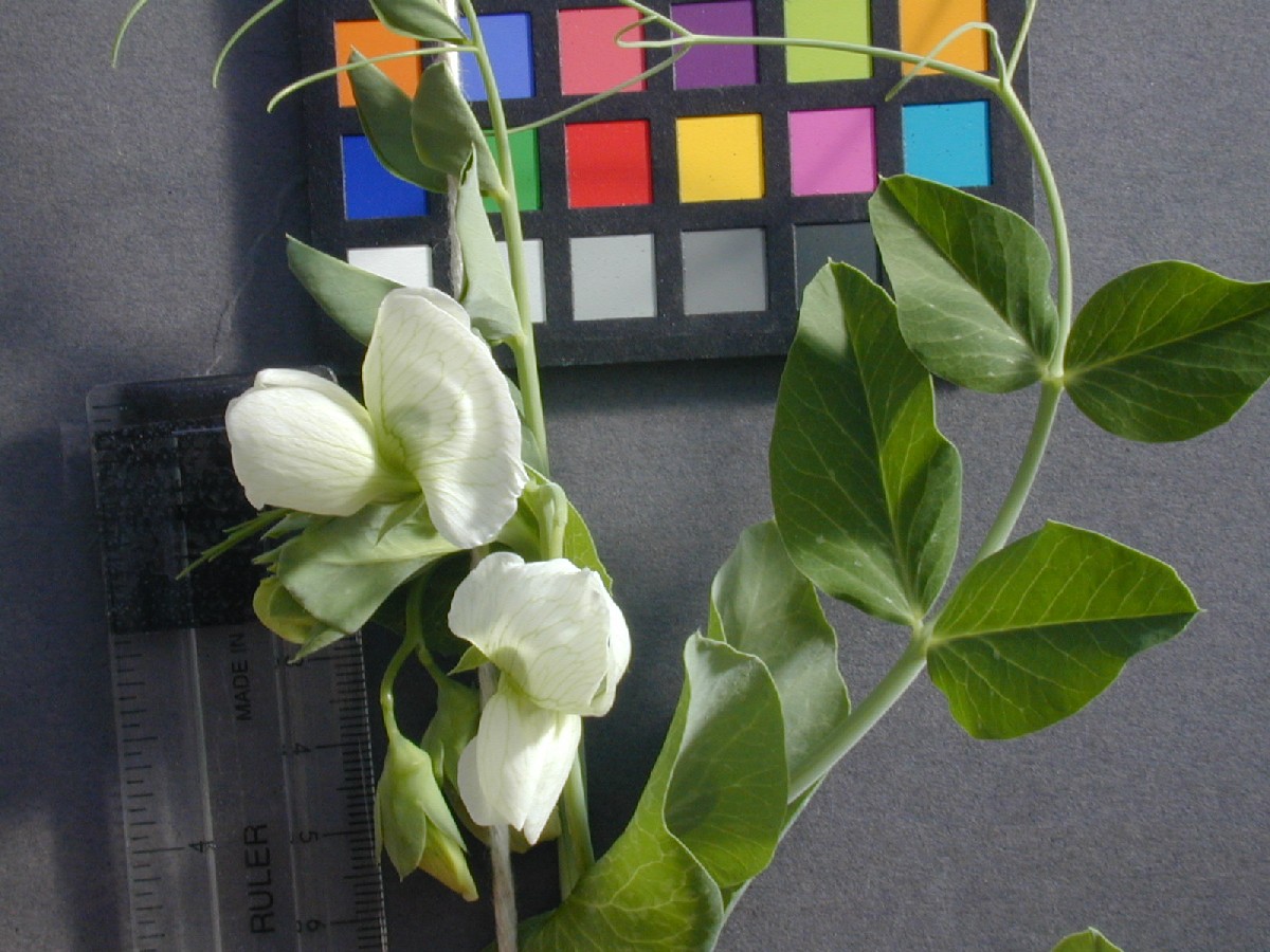 Click for 4 image(s) for this accession. FLOWER