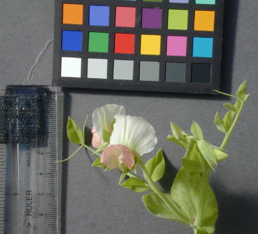 Click for 4 image(s) for this accession. FLOWER