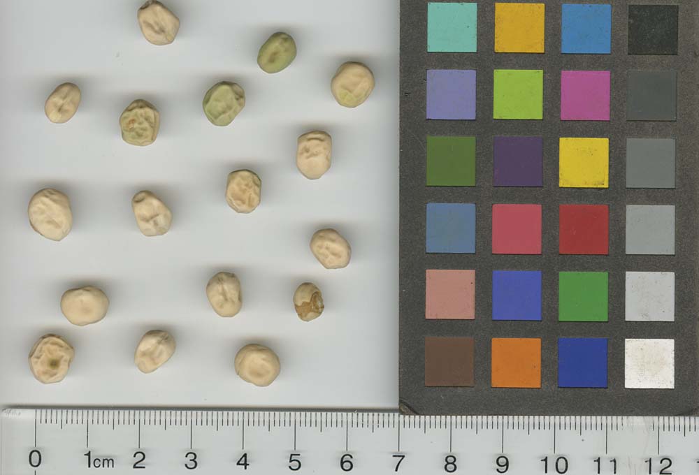 Click for 3 image(s) for this accession. SEED