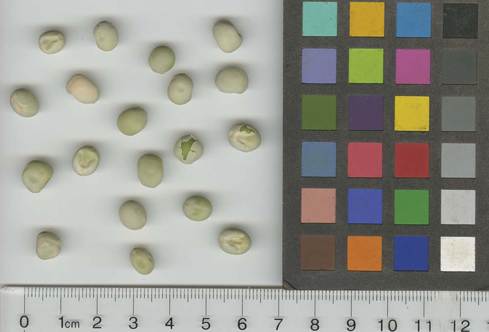 Click for 3 image(s) for this accession. SEED