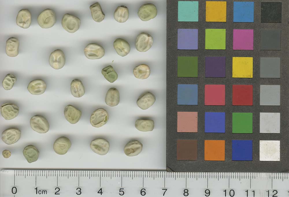 Click for 1 image(s) for this accession. SEED
