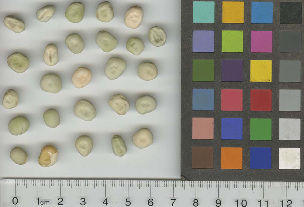 Click for 1 image(s) for this accession. SEED