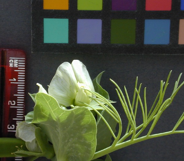 Click for 15 image(s) for this accession. FLOWER