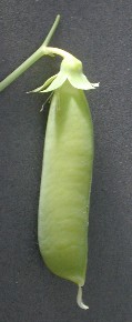 Click for 6 image(s) for this accession. POD