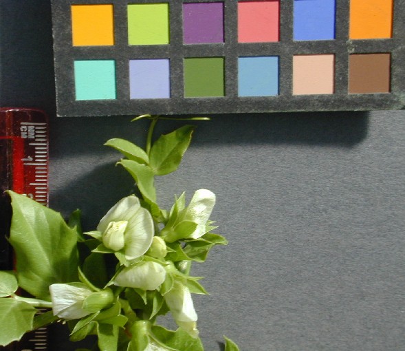 Click for 7 image(s) for this accession. FLOWER