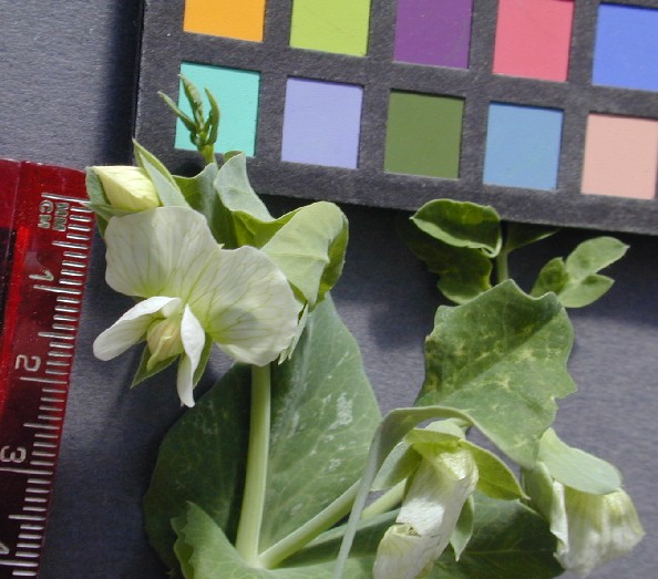 Click for 6 image(s) for this accession. FLOWER