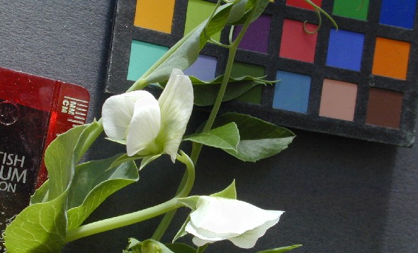 Click for 7 image(s) for this accession. FLOWER