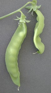 Click for 5 image(s) for this accession. POD