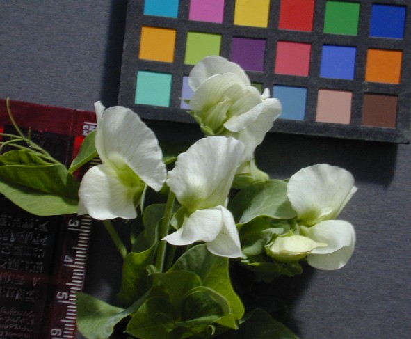 Click for 7 image(s) for this accession. FLOWER