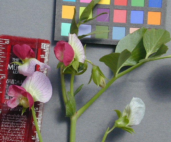 Click for 3 image(s) for this accession. FLOWER