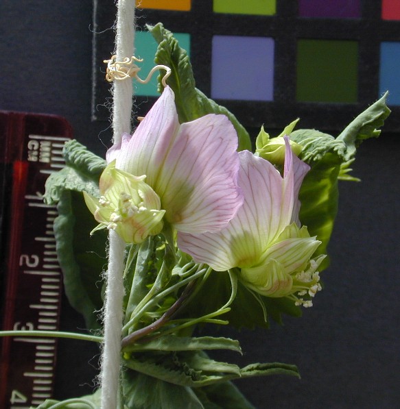 Click for 3 image(s) for this accession. FLOWER