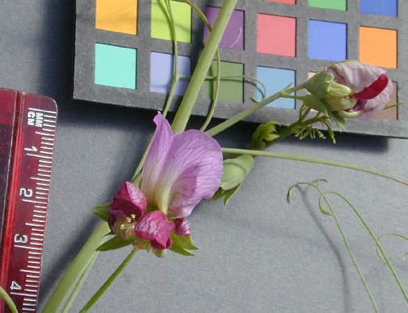 Click for 15 image(s) for this accession. FLOWER